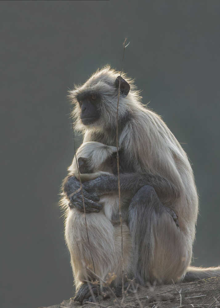 Silent Shelter – Monkey & Baby Animal Metal Wall Art