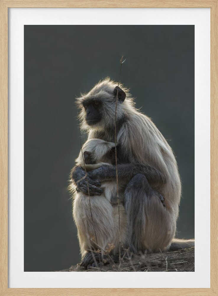 Silent Shelter – Monkey & Baby Animal Metal Wall Art