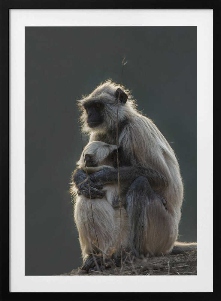 Silent Shelter – Monkey & Baby Animal Metal Wall Art