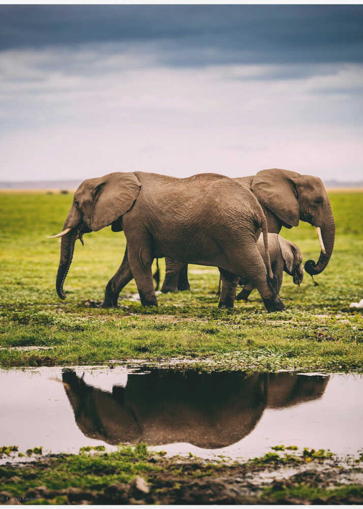 Elephant Family Journey Metal Wall Art