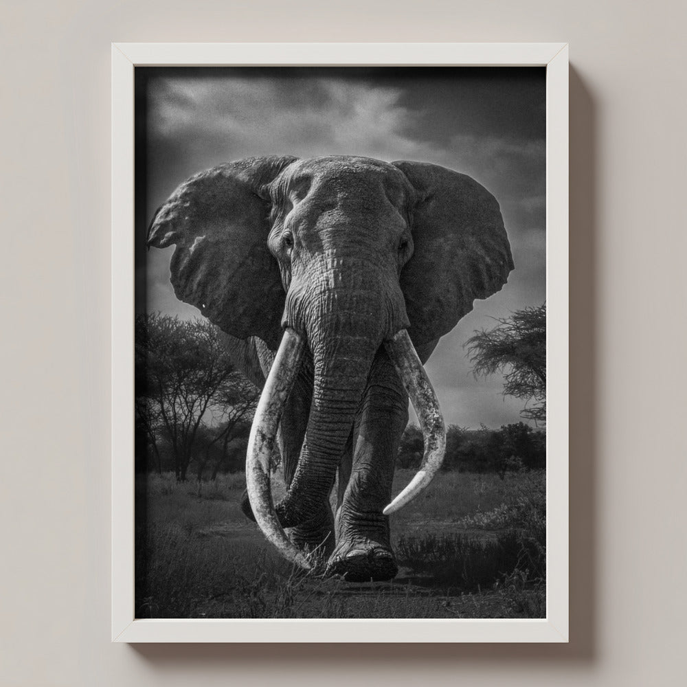 Majestic Tusker Black & White Metal Wall Art
