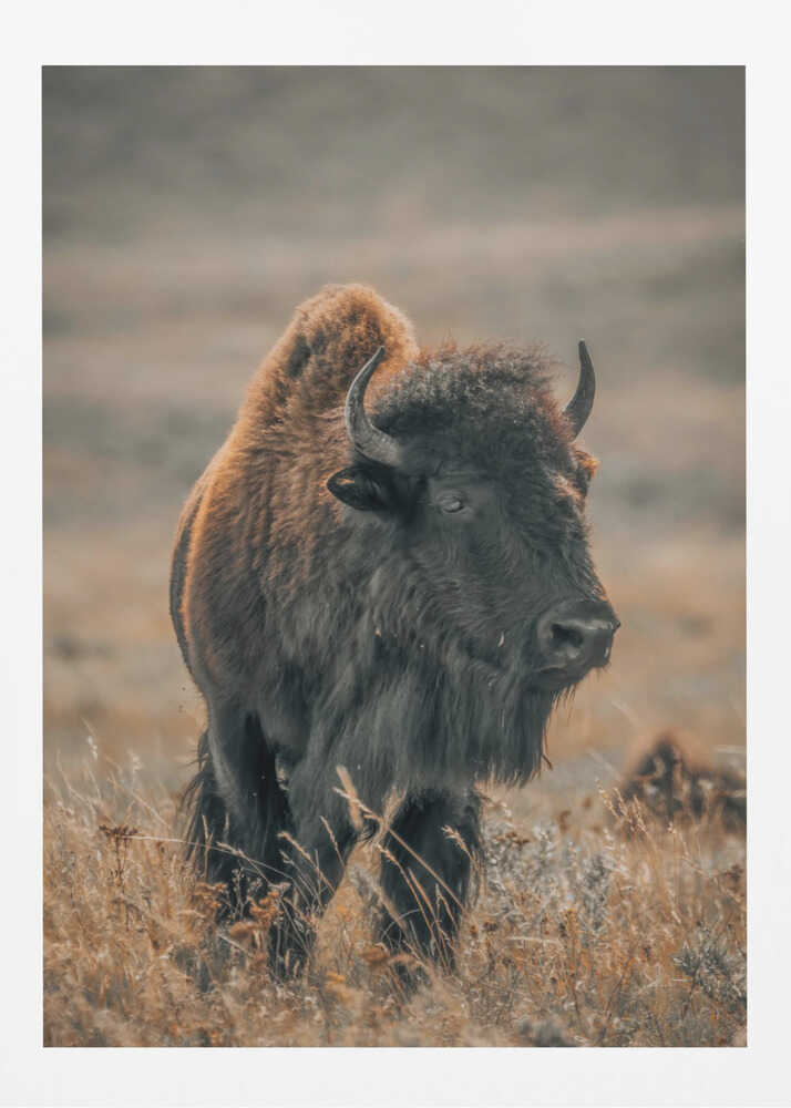 "Majestic Bison" Animal Metal Wall Art