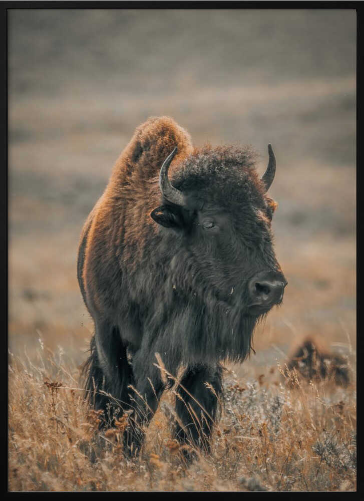 "Majestic Bison" Animal Metal Wall Art