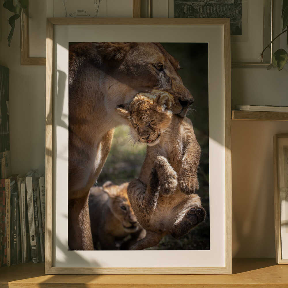 Mother’s Promise – Lion & Cub Animal Metal Wall Art