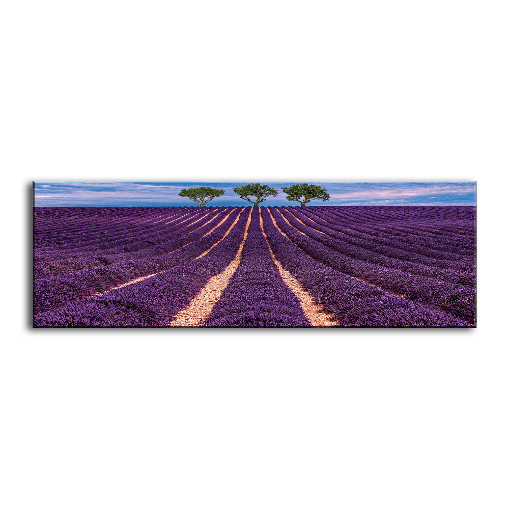 Lavender Field - PixMagic