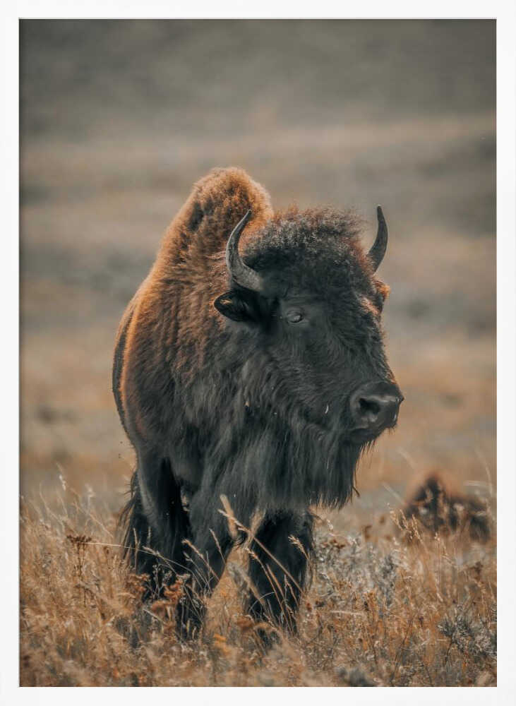 "Majestic Bison" Animal Metal Wall Art