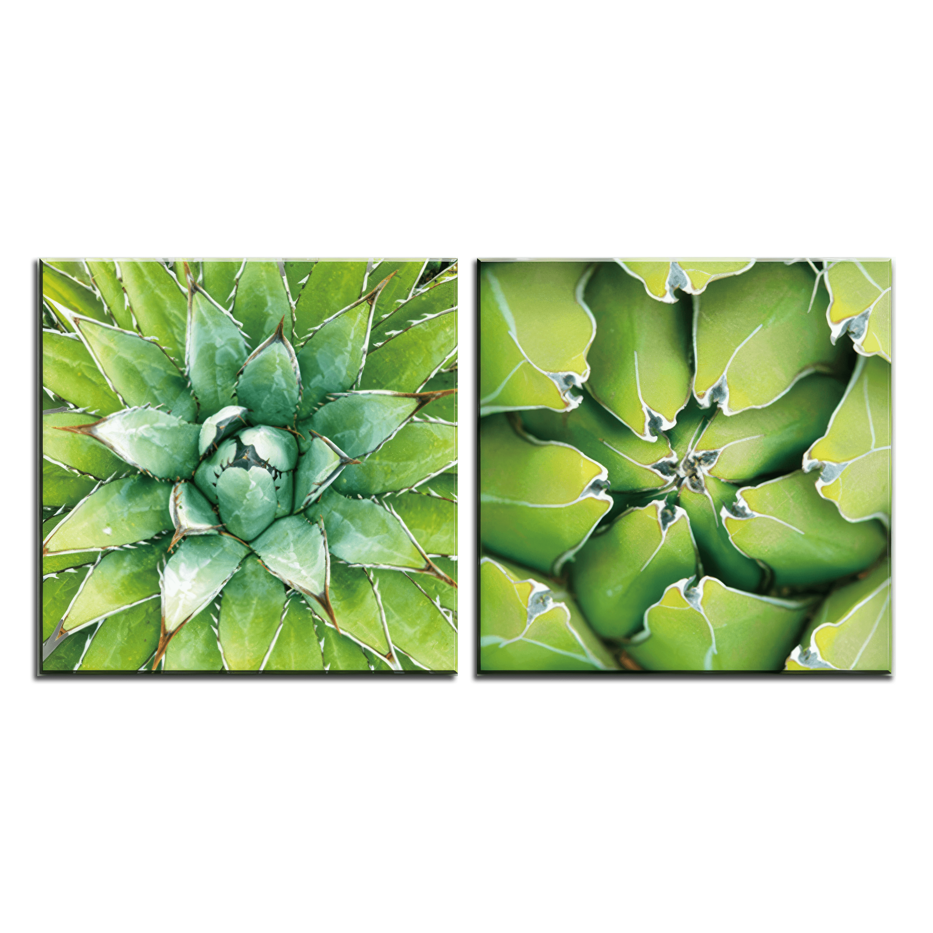 Verdant Essence Agave Duo - 2Panel.