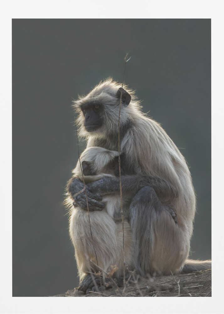 Silent Shelter – Monkey & Baby Animal Metal Wall Art