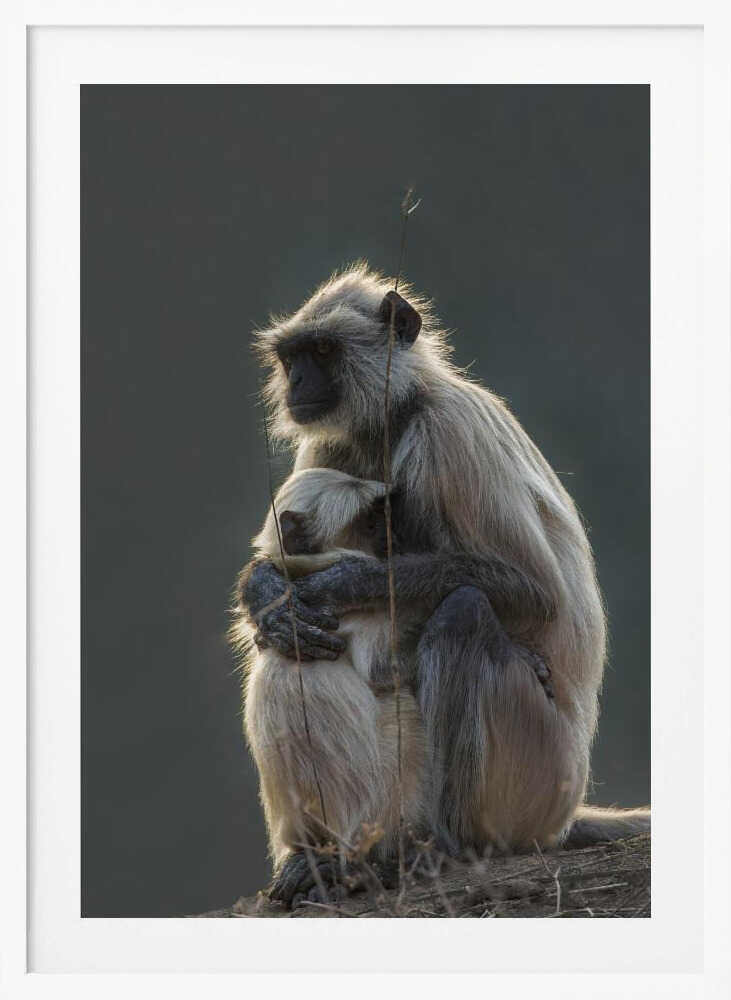 Silent Shelter – Monkey & Baby Animal Metal Wall Art