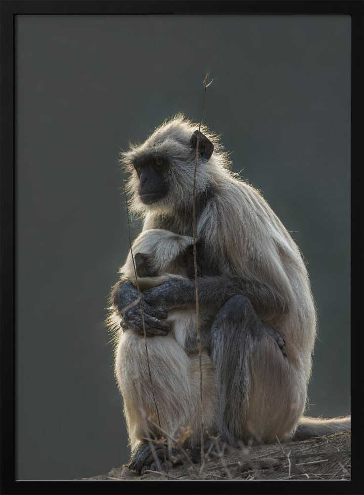 Silent Shelter – Monkey & Baby Animal Metal Wall Art