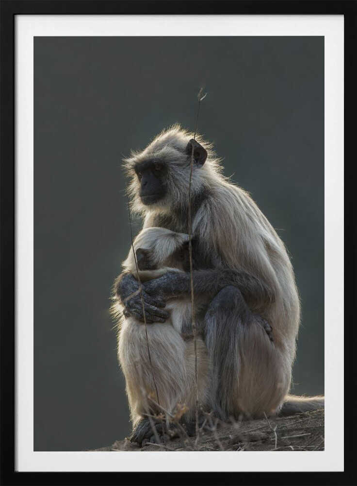 Silent Shelter – Monkey & Baby Animal Metal Wall Art