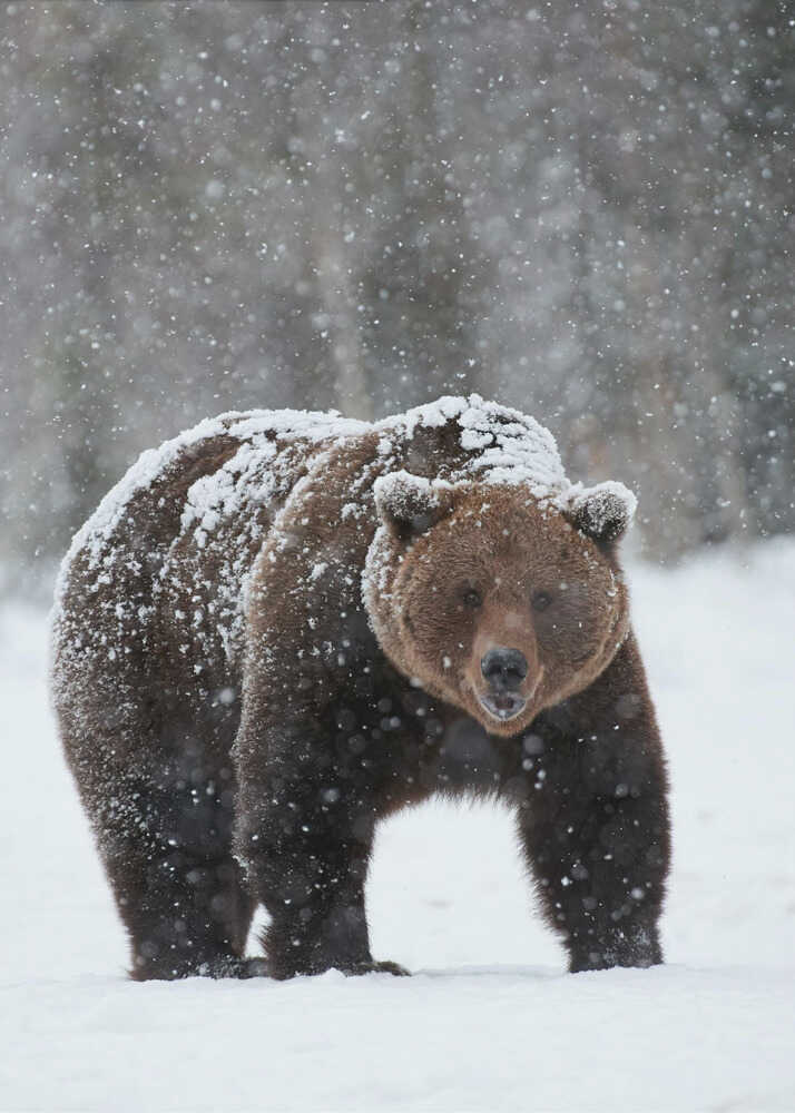 “Frozen Strength” Animal Metal Wall Art