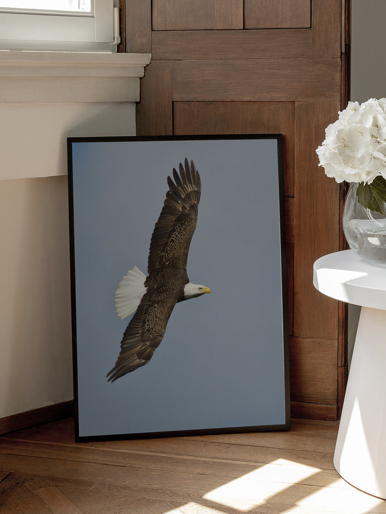 "Majestic Eagle" Animal Metal Wall Art