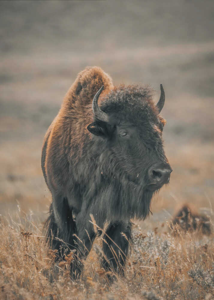 "Majestic Bison" Animal Metal Wall Art
