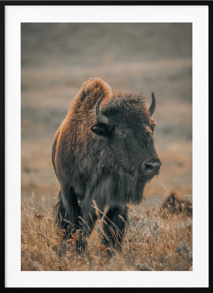 "Majestic Bison" Animal Metal Wall Art