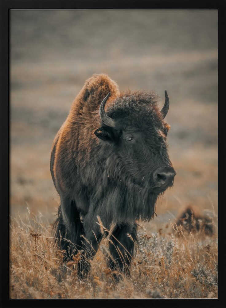 "Majestic Bison" Animal Metal Wall Art