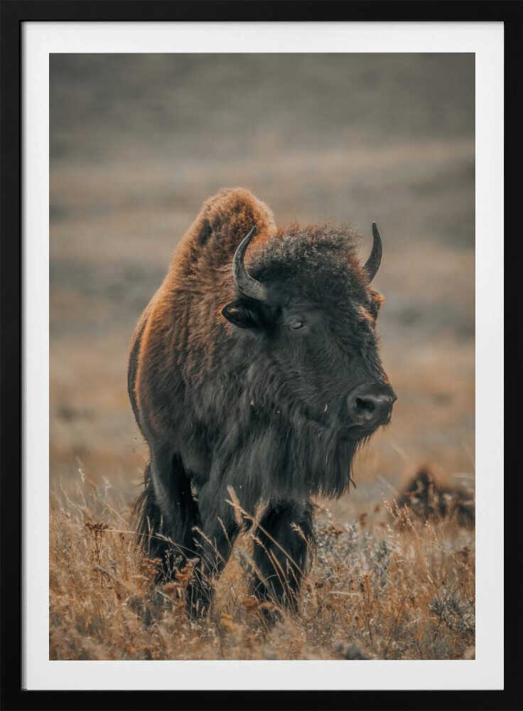 "Majestic Bison" Animal Metal Wall Art