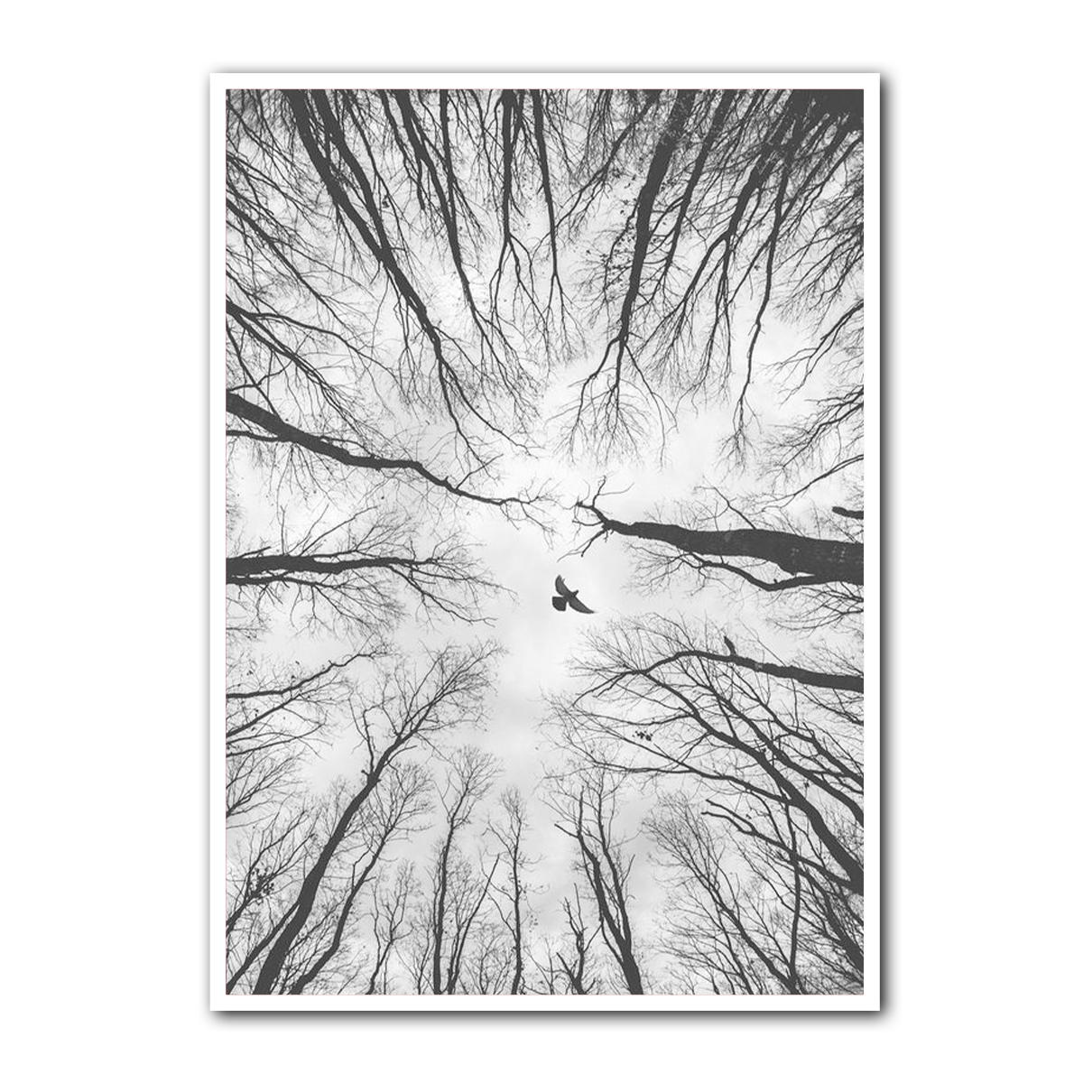 “Freedom Above” – Black & White Forest Bird  Metal Wall Art