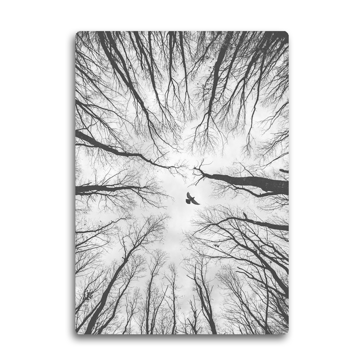 “Freedom Above” – Black & White Forest Bird  Metal Wall Art