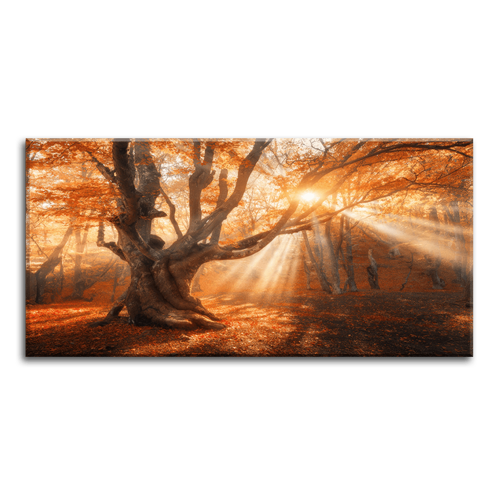 Autumn Radiance.