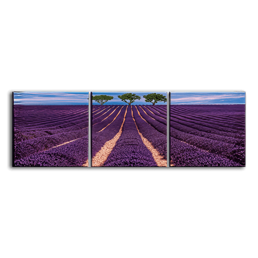 Lavender Field - 3panel - PixMagic