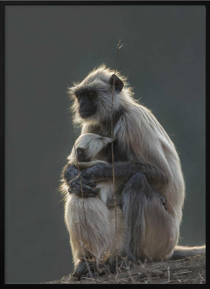 Silent Shelter – Monkey & Baby Animal Metal Wall Art