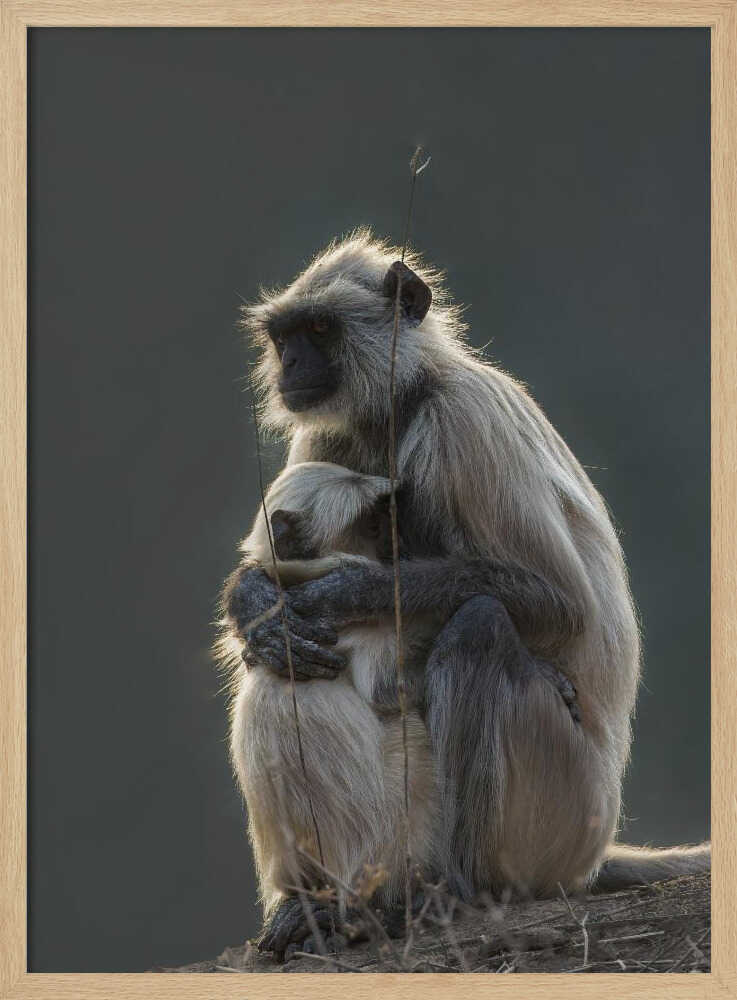 Silent Shelter – Monkey & Baby Animal Metal Wall Art