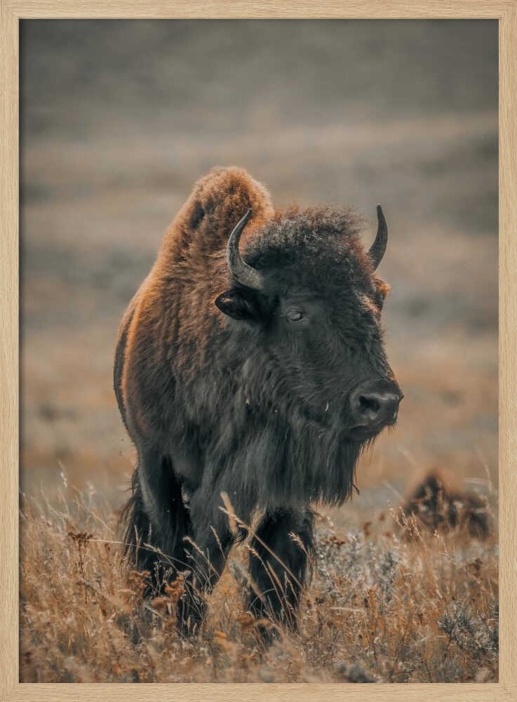 "Majestic Bison" Animal Metal Wall Art