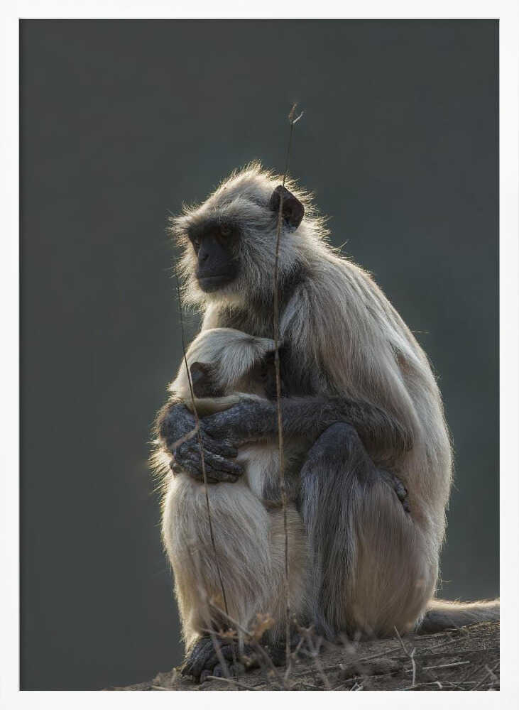 Silent Shelter – Monkey & Baby Animal Metal Wall Art