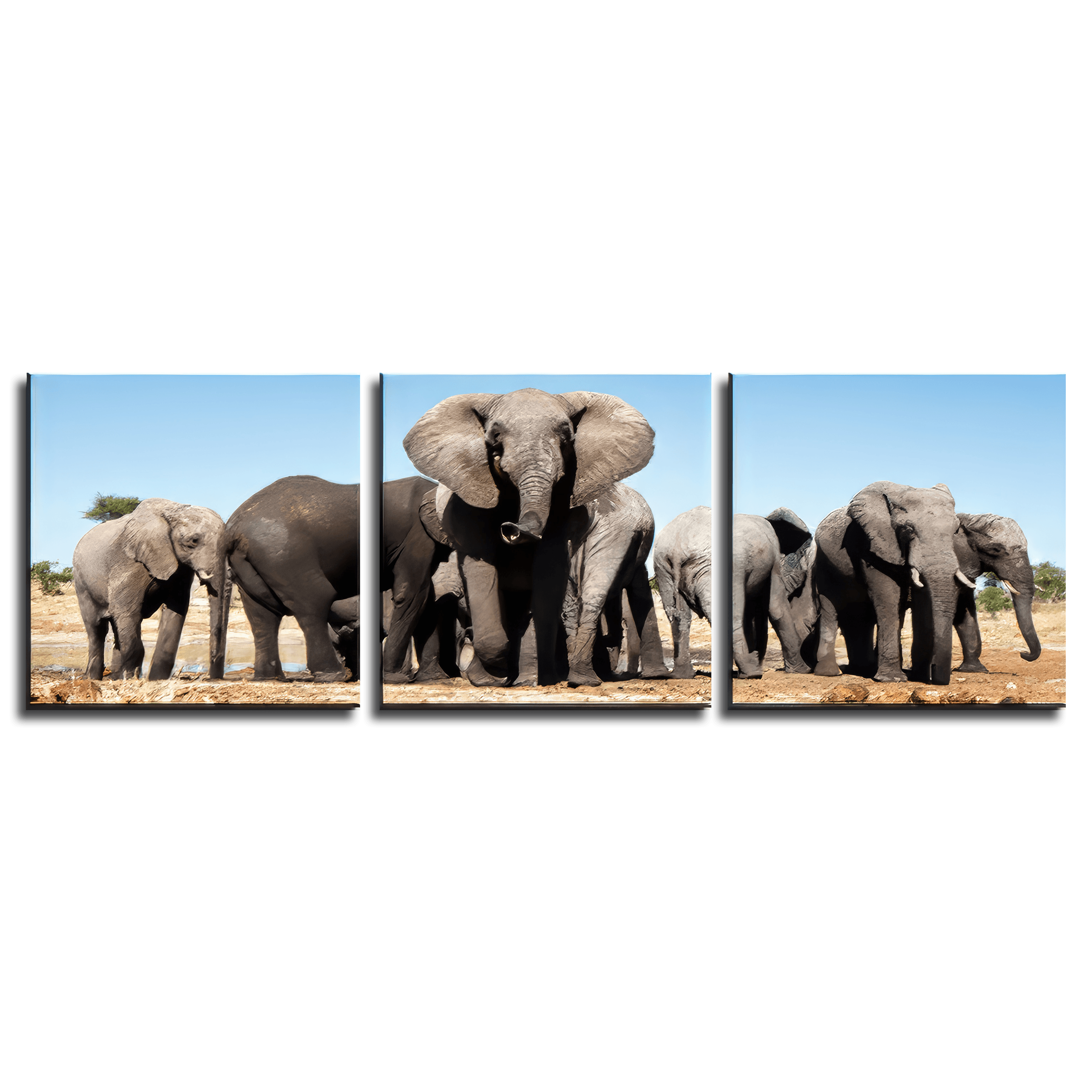 Savannah Elephant Triptych - 3Panel.