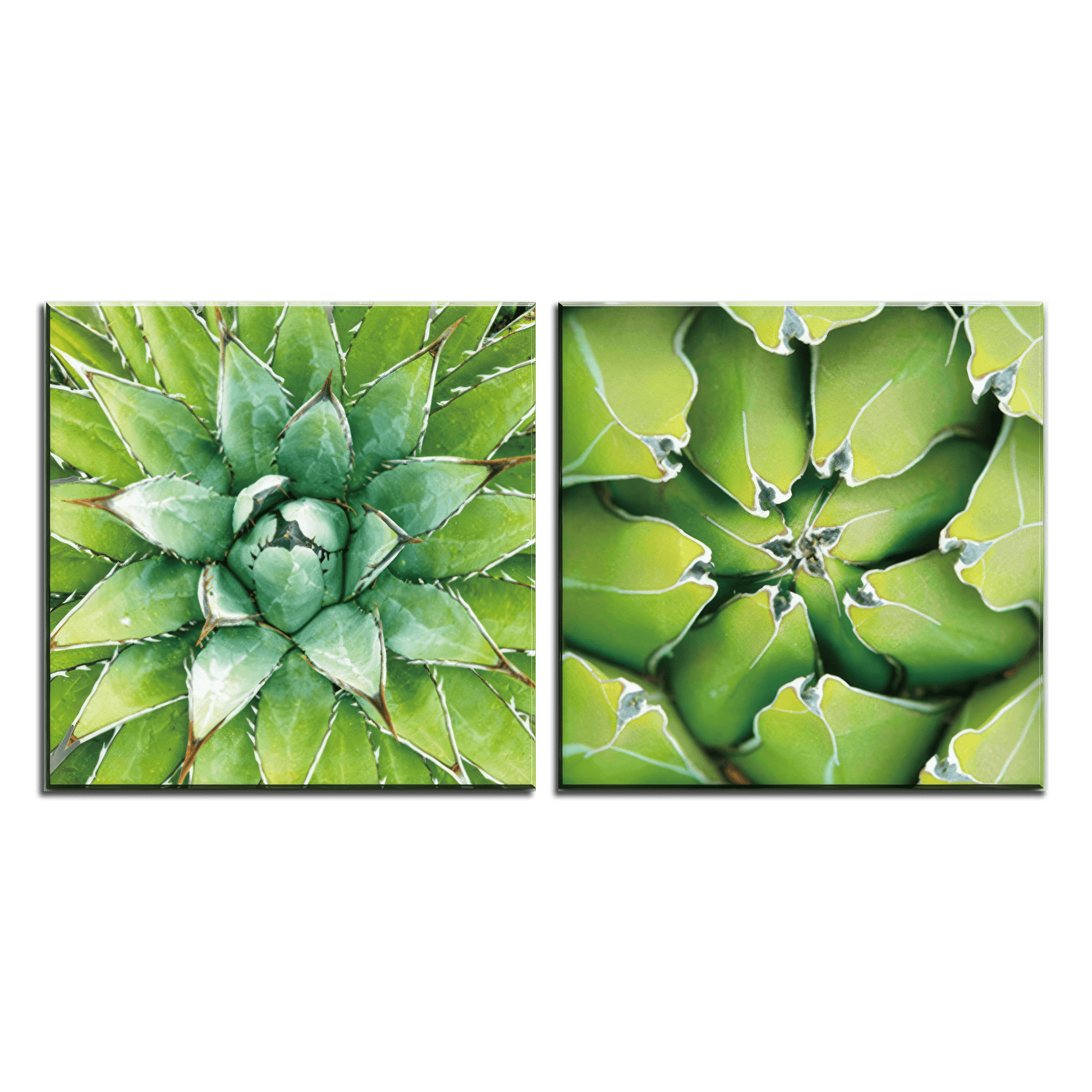 Verdant Essence Agave Duo - 2Panel.